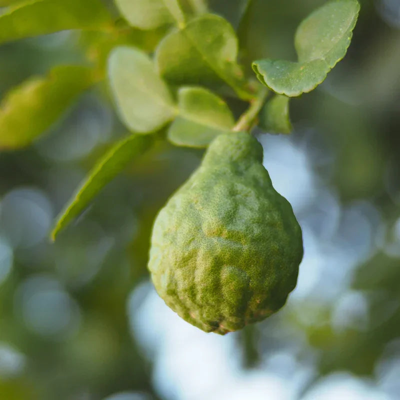 Teruma Bergamottenoel 10ml - Bergamotte am Baum