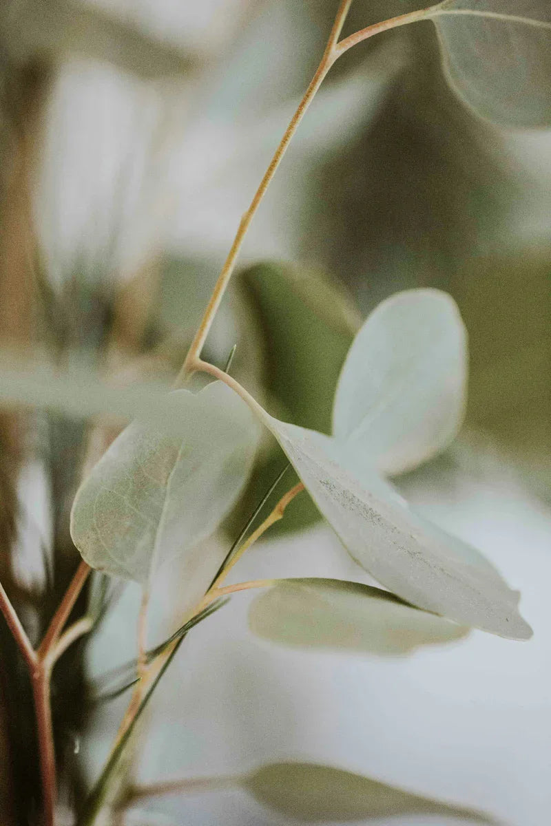 Teruma Eukalyptusoel 10ml - Eukalyptus in der Natur