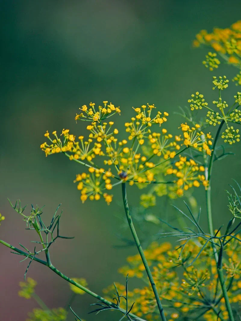 Teruma Fencheloel 10ml - Fenchel in der Natur
