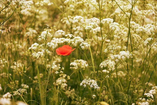 Teruma Kuemmeloel 10ml - Kümmel in der Natur