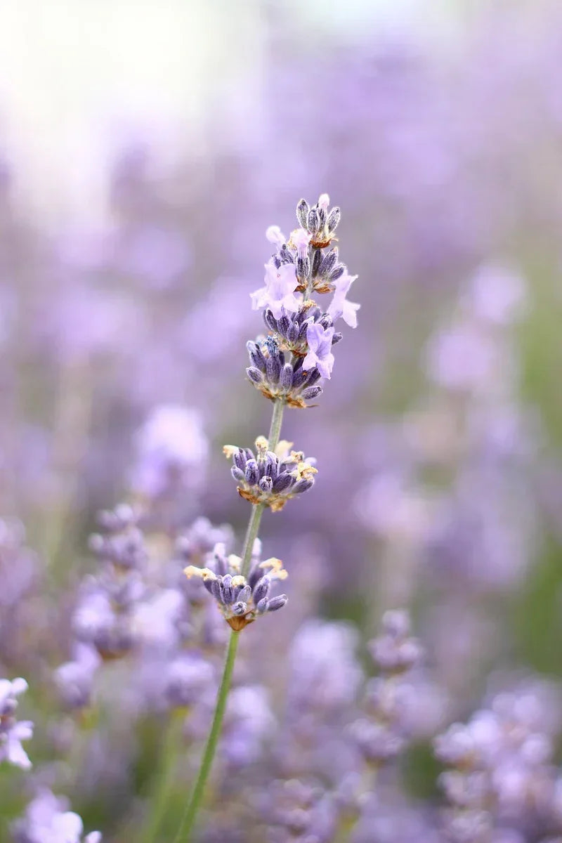 Teruma Lavendeloel 10ml - Detailansicht Bio Aromatherapie Öl
