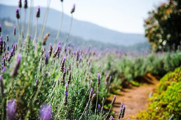 Teruma Lavendeloel 10ml - Lavendel in der Natur blühend