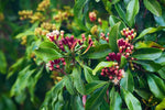 Teruma Nelkenöl 10ml - Nelken am Baum natürlicher Anbau