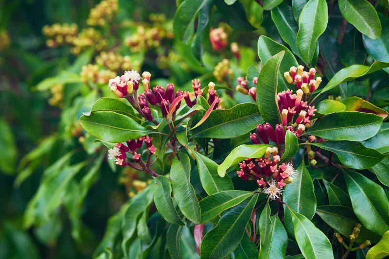 Teruma Nelkenöl 10ml - Nelken am Baum natürlicher Anbau