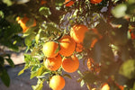 Teruma Orangenöl 10ml - Orangen am Baum natürlicher Anbau