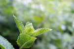 Teruma Pfefferminzöl - frische Pfefferminze Mentha arvensis