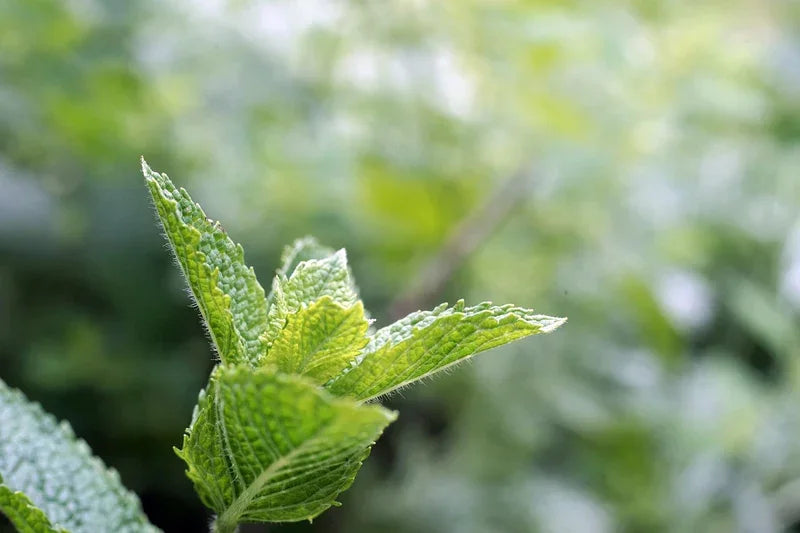 Teruma Pfefferminzöl - frische Pfefferminze Mentha arvensis