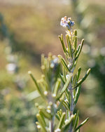 Teruma Rosmarinöl - frischer Rosmarin Rosmarinus officinalis