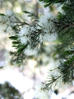 Teruma Teebaumöl - frischer Teebaum Melaleuca alternifolia