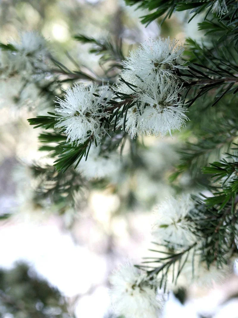 Teruma Teebaumöl - frischer Teebaum Melaleuca alternifolia