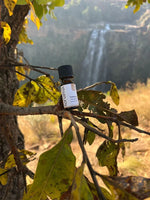 Teruma Teebaumöl Produktdetails - naturreine Qualität Melaleuca alternifolia