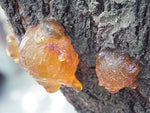 Teruma Weihrauchöl afrikanisch - Boswellia carterii Weihrauch