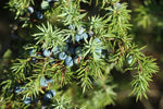 Teruma Zedernholzöl - frisches Zedernholz Juniperus mexicana