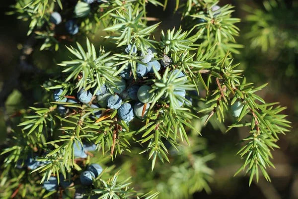 Teruma Zedernholzöl - frisches Zedernholz Juniperus mexicana