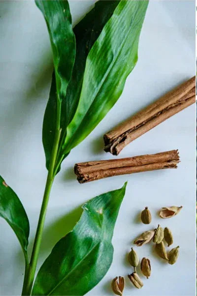 Teruma Zimtöl - frische Zimtstangen Cinnamomum zeylanicum