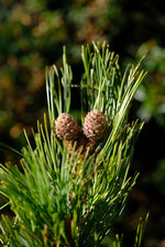 Teruma Zirbelkieferöl - frische Zirbelkiefer Pinus cembra