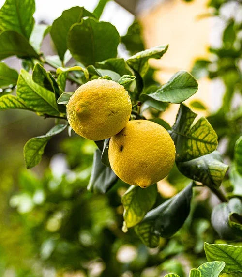 Teruma Zitronenöl - frische Zitronen Citrus limon